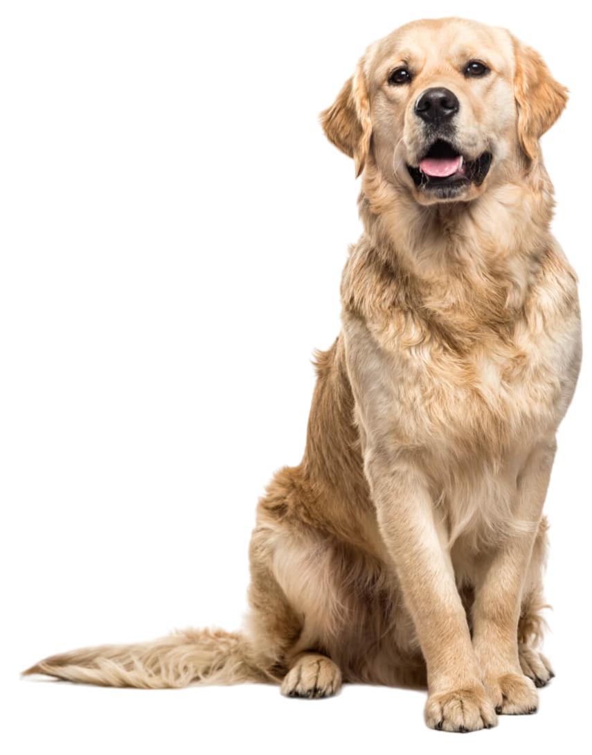 Veterinarian in Summerfield, FL